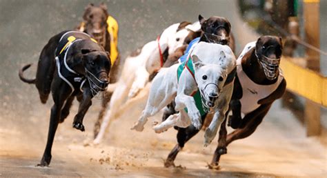 Strategies for Successful Greyhound Race Betting.